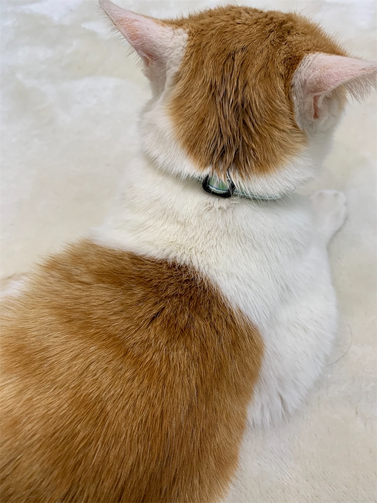 f:id:iwamityu:20210219143757j:image f:id:iwamityu:20210219143757j:image