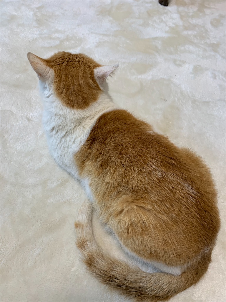 f:id:iwamityu:20210219143816j:image f:id:iwamityu:20210219143816j:image