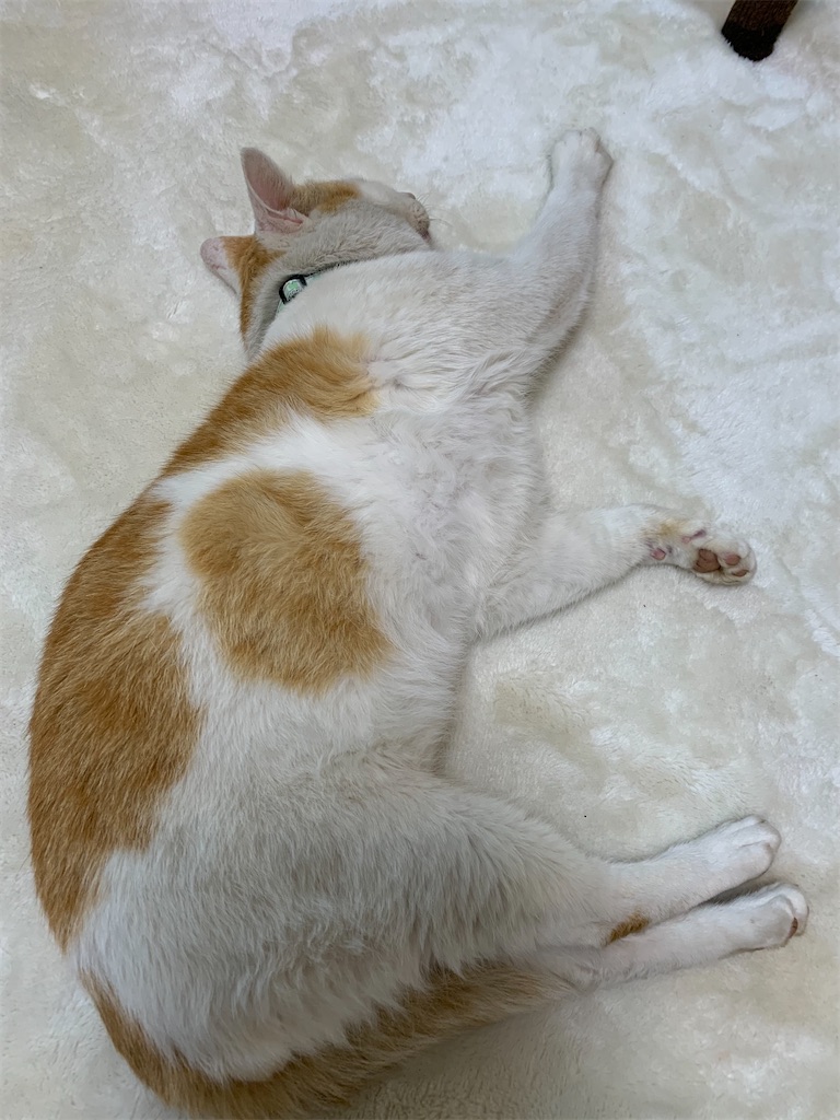 f:id:iwamityu:20210220200713j:image f:id:iwamityu:20210220200713j:image