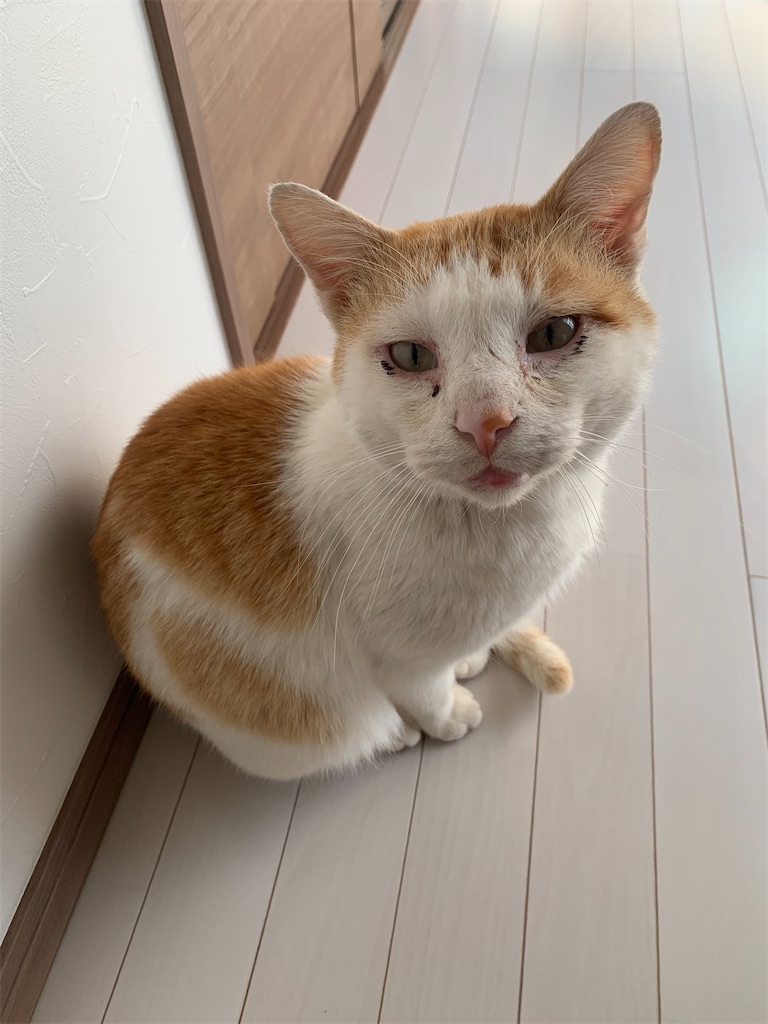 f:id:iwamityu:20210222172830j:image f:id:iwamityu:20210222172830j:image
