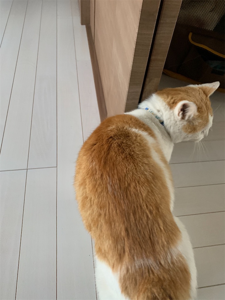 f:id:iwamityu:20210314160625j:image