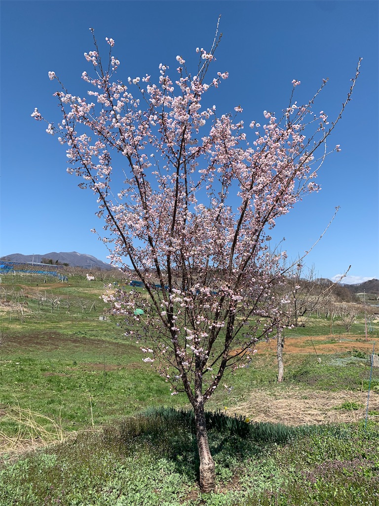 f:id:iwamityu:20210407190139j:image