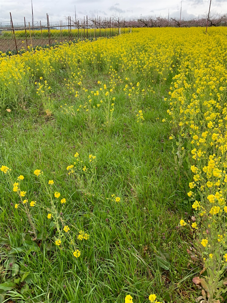 f:id:iwamityu:20210414174131j:image