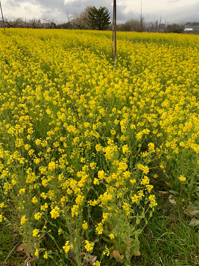 f:id:iwamityu:20210414174200j:image