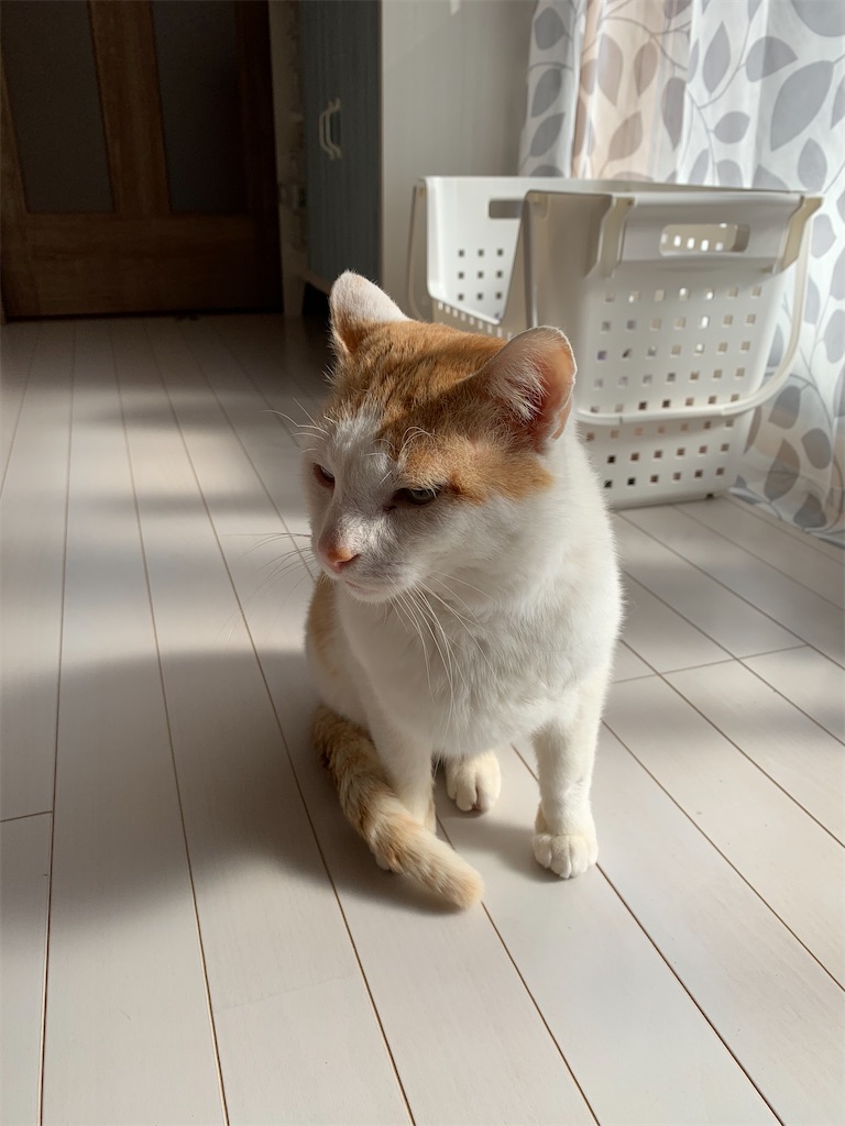 f:id:iwamityu:20210420181604j:image