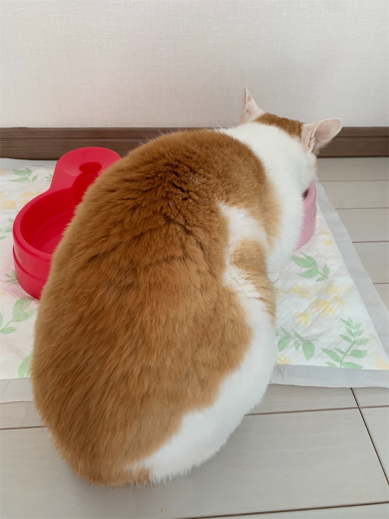 f:id:iwamityu:20210423181333j:image
