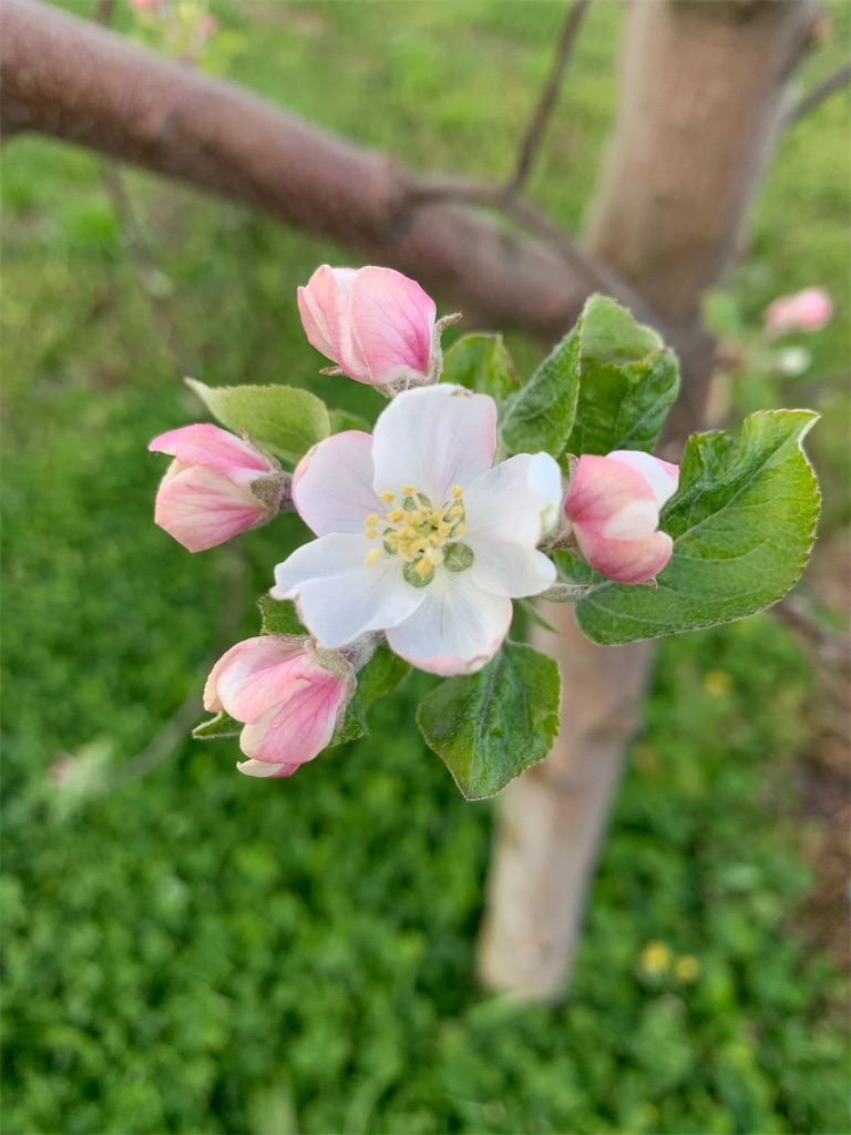 f:id:iwamityu:20210423181353j:image