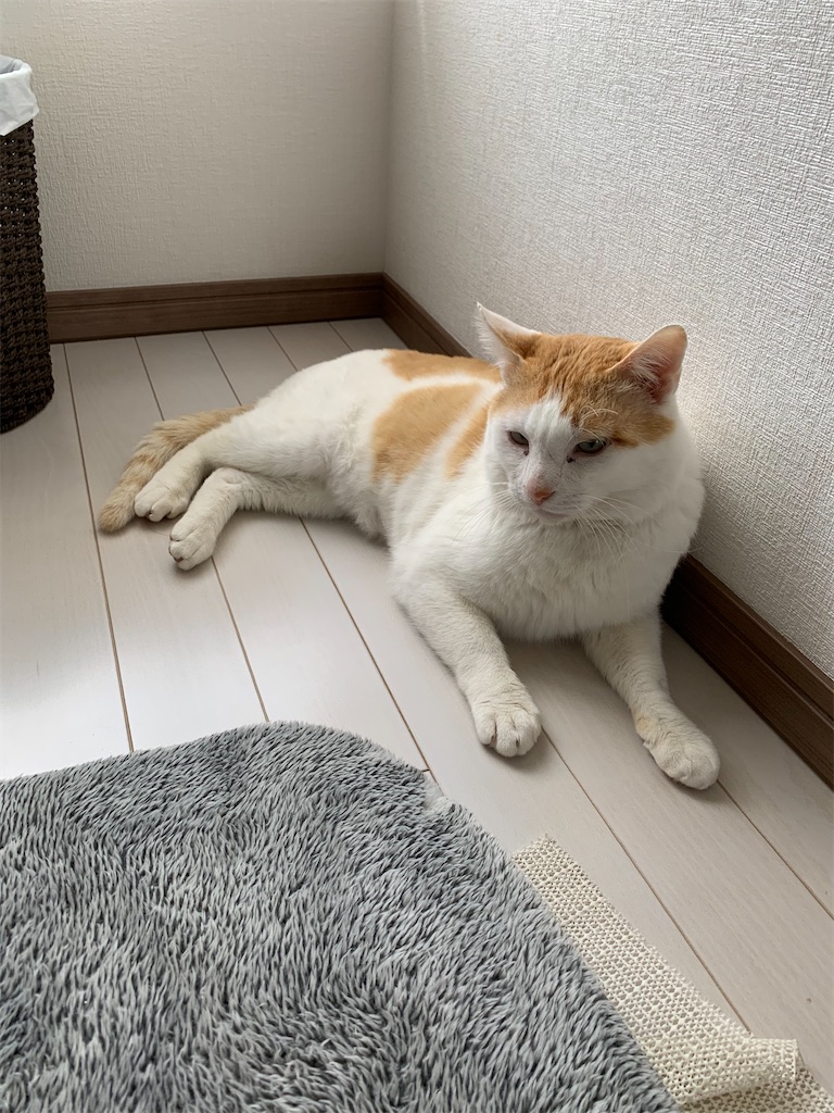 f:id:iwamityu:20210424125533j:image f:id:iwamityu:20210424125533j:image