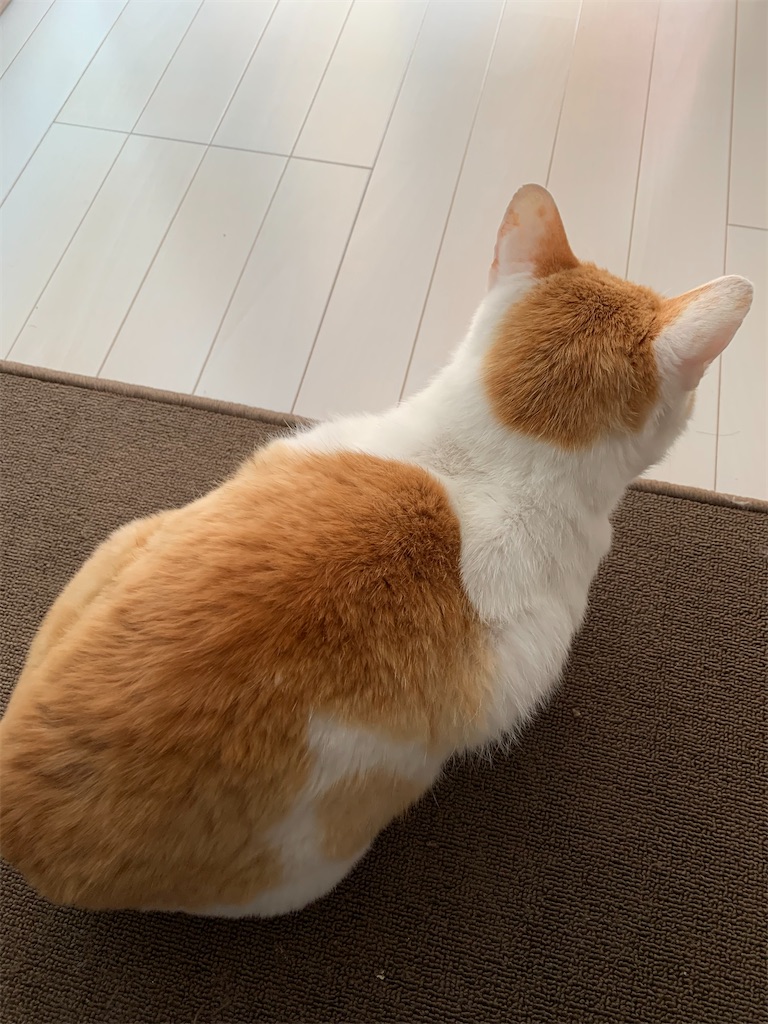 f:id:iwamityu:20210503122850j:image f:id:iwamityu:20210503122850j:image
