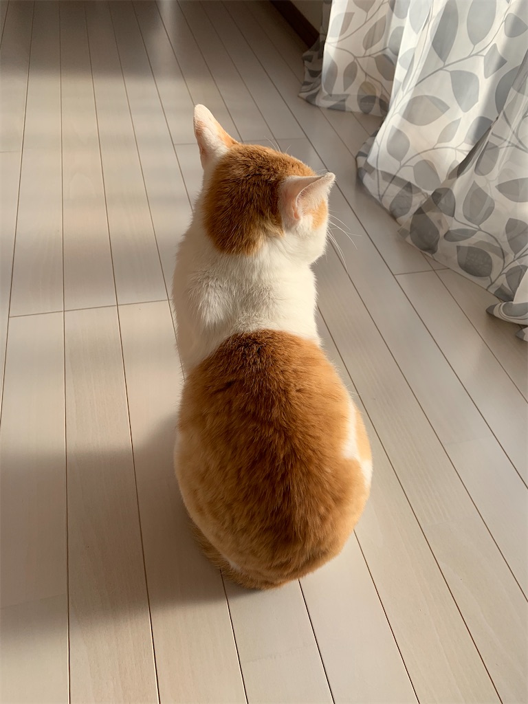 f:id:iwamityu:20210503122853j:image f:id:iwamityu:20210503122853j:image
