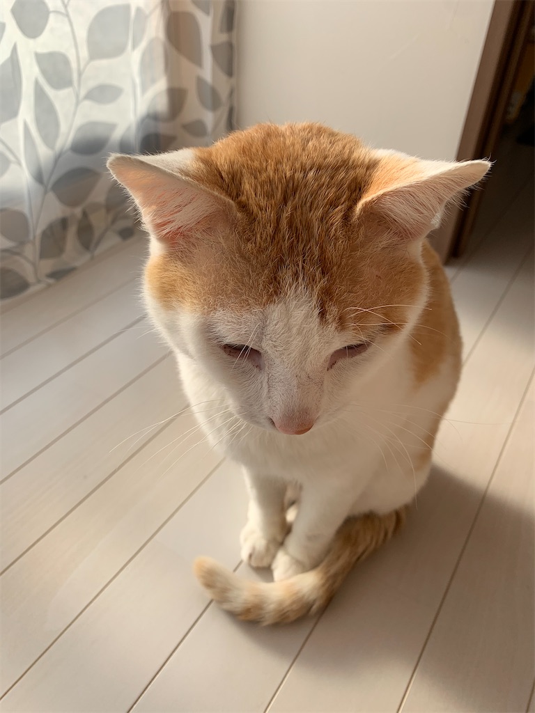 f:id:iwamityu:20210503122908j:image f:id:iwamityu:20210503122908j:image