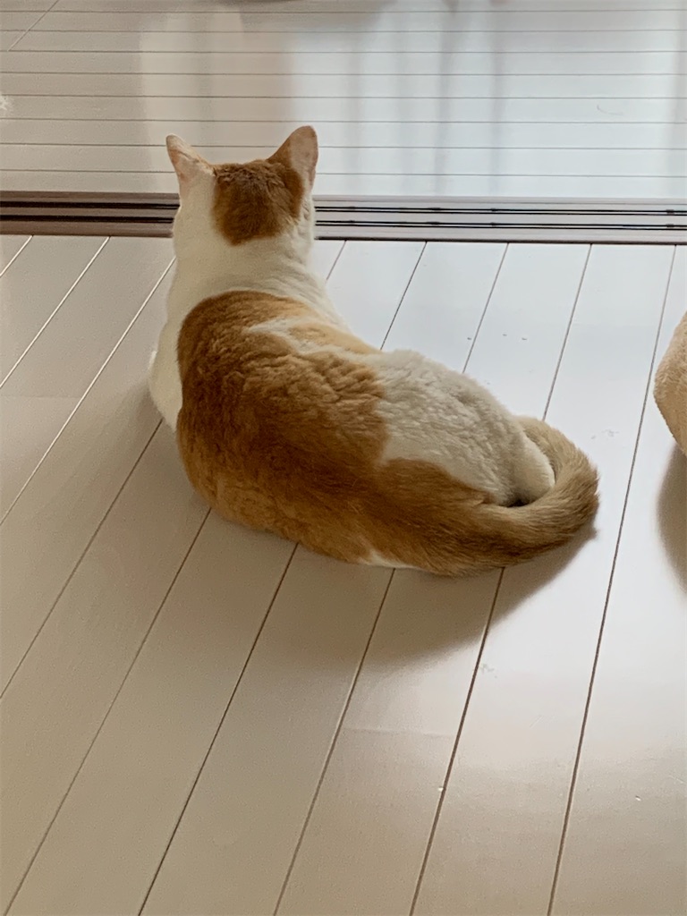 f:id:iwamityu:20210515194010j:image