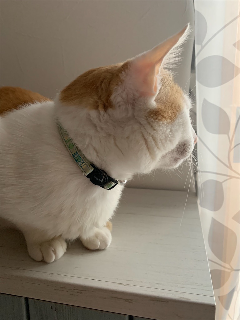f:id:iwamityu:20210521183026j:image f:id:iwamityu:20210521183026j:image