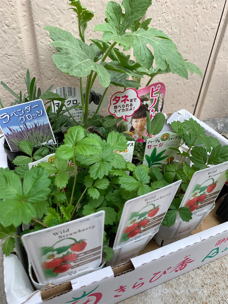 f:id:iwamityu:20210521183043j:image f:id:iwamityu:20210521183043j:image
