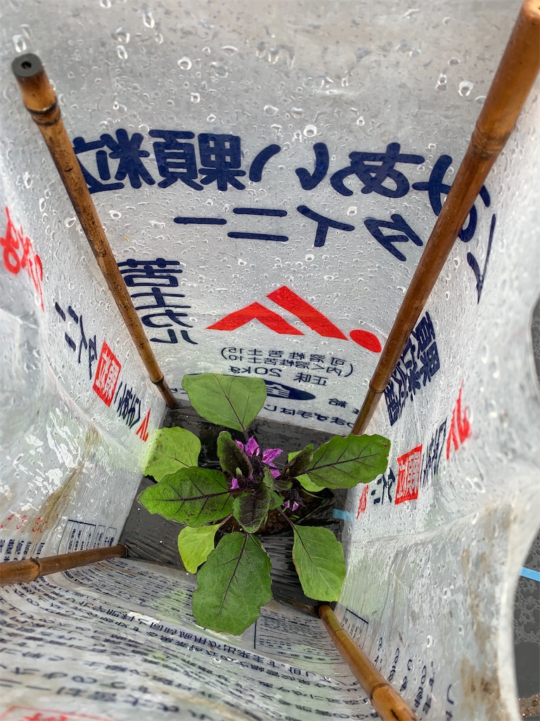 f:id:iwamityu:20210521183137j:image f:id:iwamityu:20210521183137j:image
