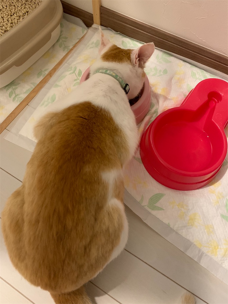 f:id:iwamityu:20210602202436j:image