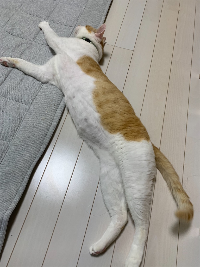 f:id:iwamityu:20210603192142j:image f:id:iwamityu:20210603192142j:image