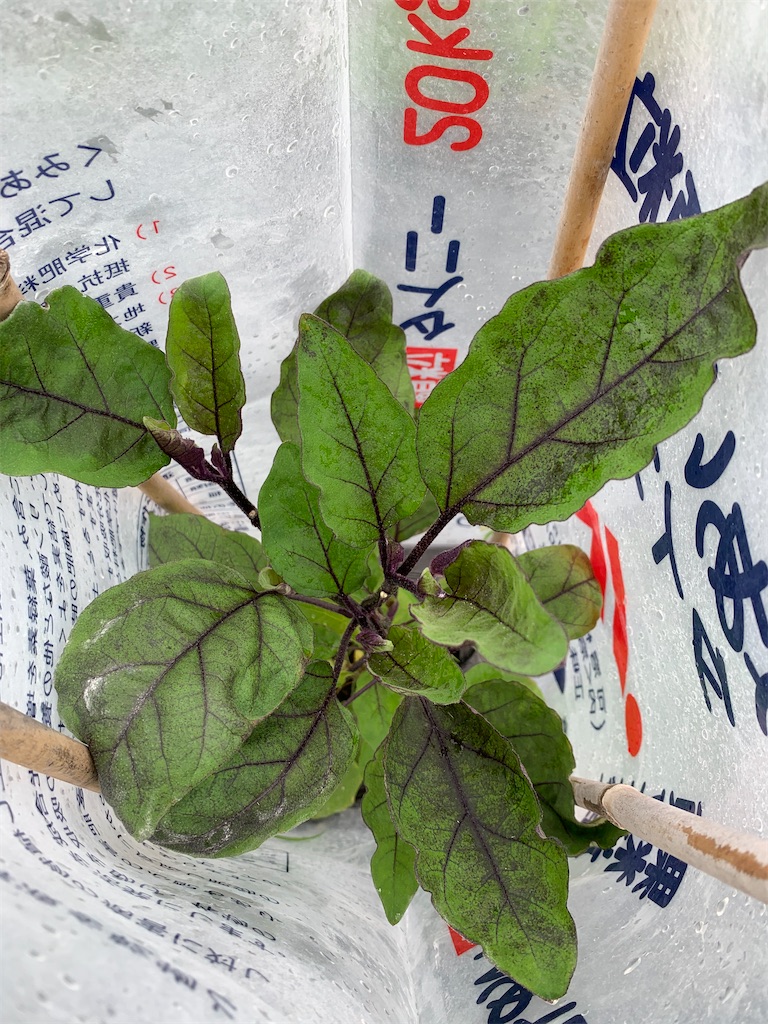 f:id:iwamityu:20210604142035j:image f:id:iwamityu:20210604142035j:image