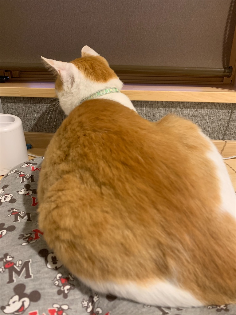 f:id:iwamityu:20210604192743j:image f:id:iwamityu:20210604192743j:image