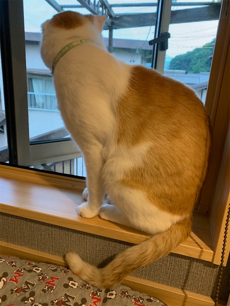 f:id:iwamityu:20210611193451j:image f:id:iwamityu:20210611193451j:image
