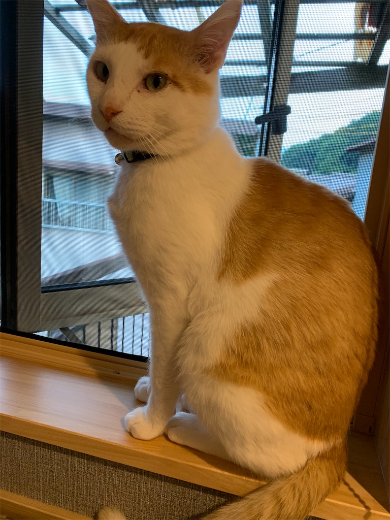 f:id:iwamityu:20210611193454j:image f:id:iwamityu:20210611193454j:image
