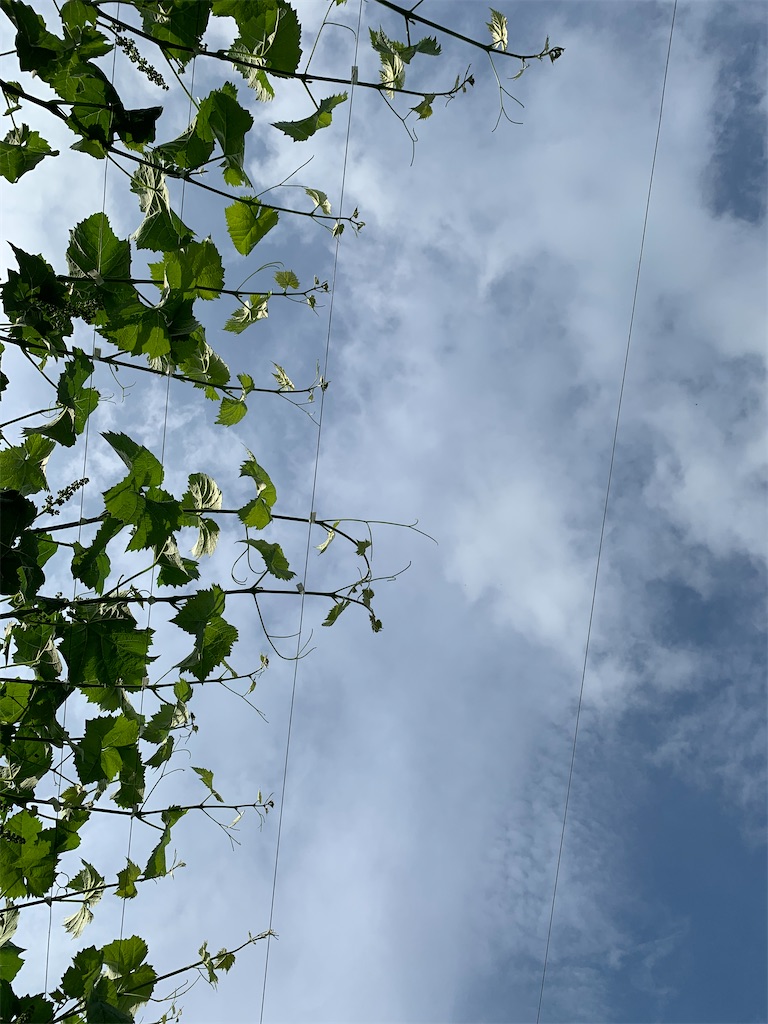 f:id:iwamityu:20210614194008j:image f:id:iwamityu:20210614194008j:image