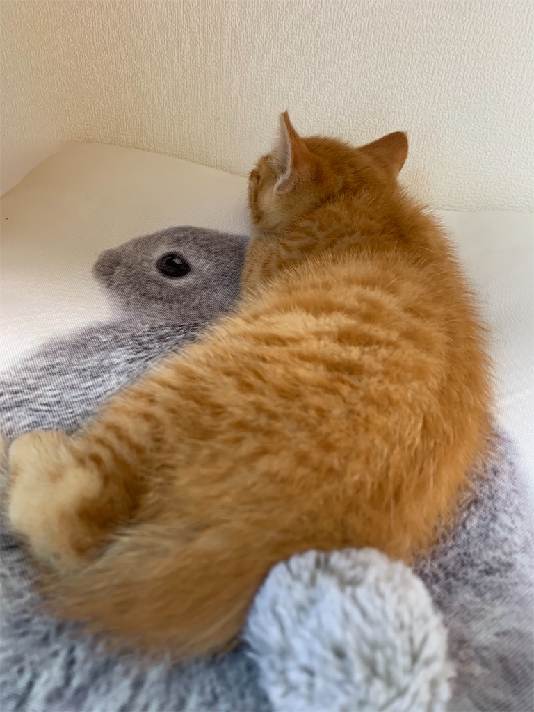 f:id:iwamityu:20210624193633j:image