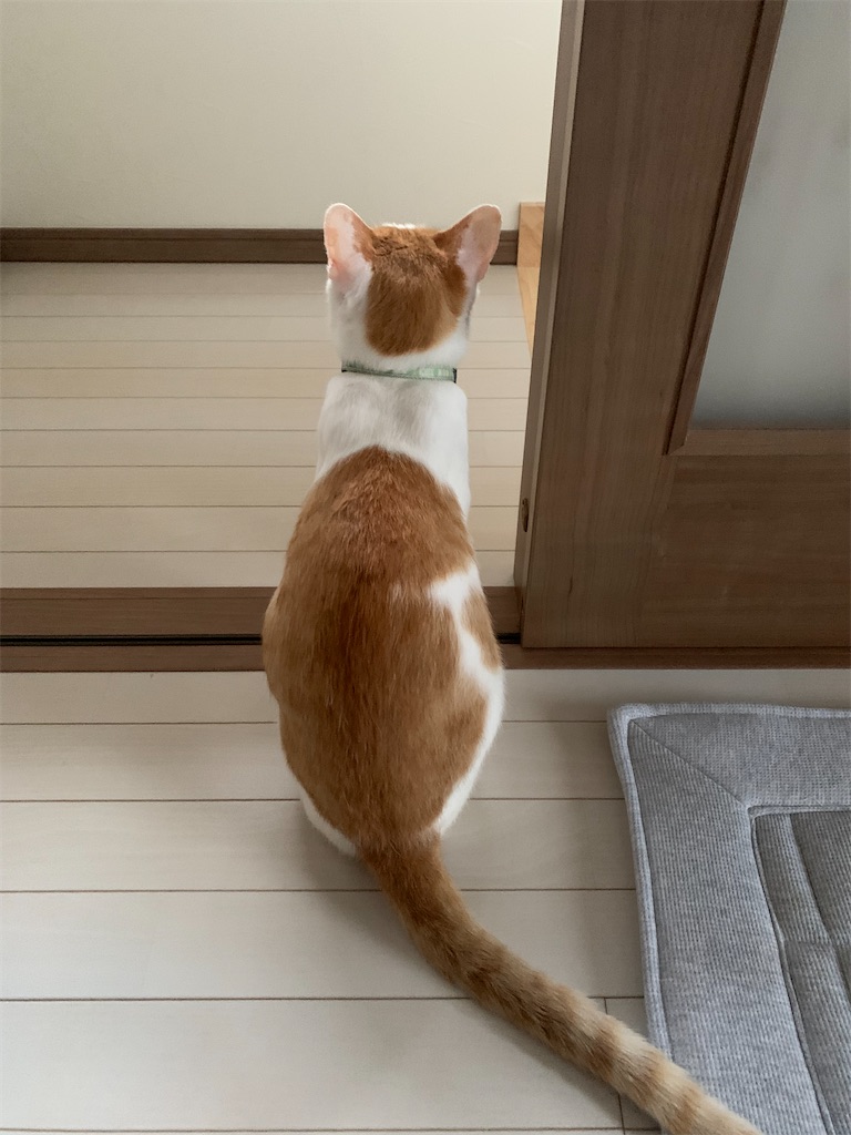 f:id:iwamityu:20210627185631j:image f:id:iwamityu:20210627185631j:image