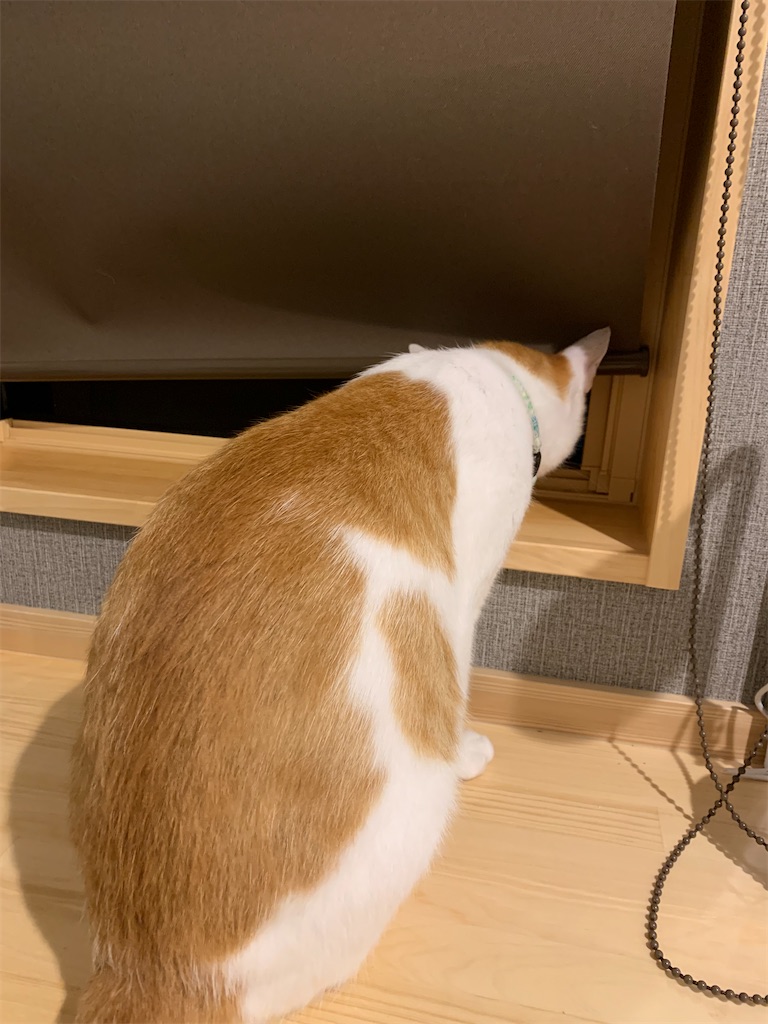 f:id:iwamityu:20210629204459j:image