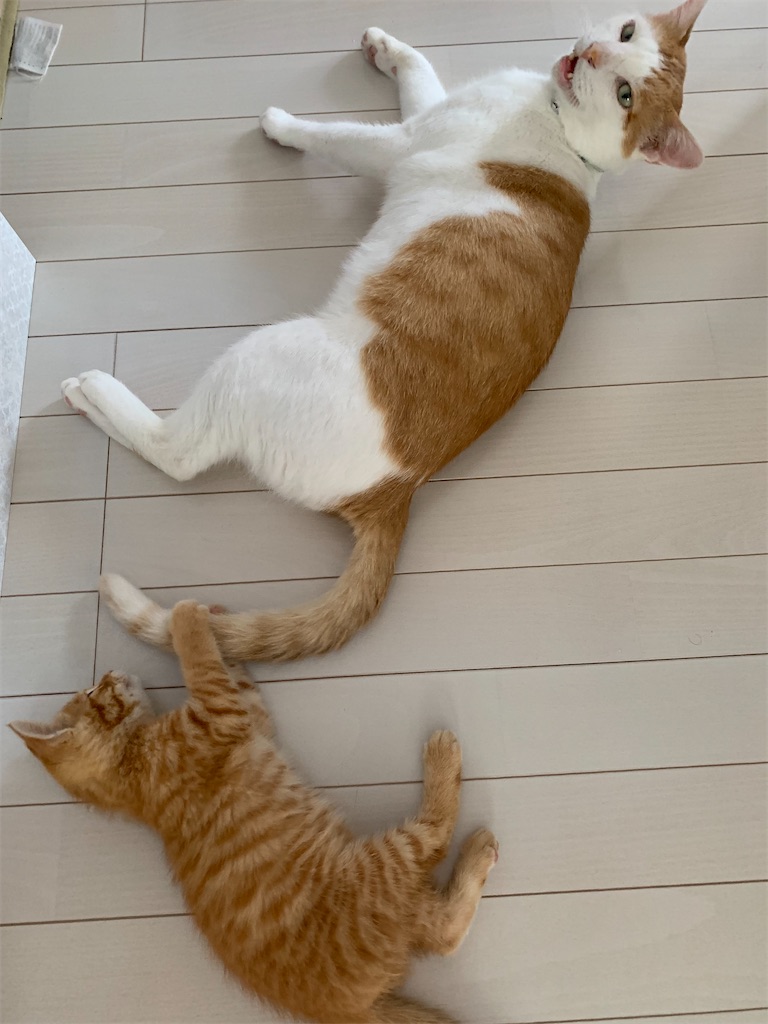 f:id:iwamityu:20210630214625j:image f:id:iwamityu:20210630214625j:image