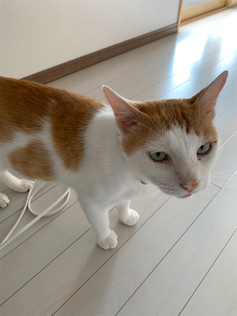 f:id:iwamityu:20210630214817j:image f:id:iwamityu:20210630214817j:image