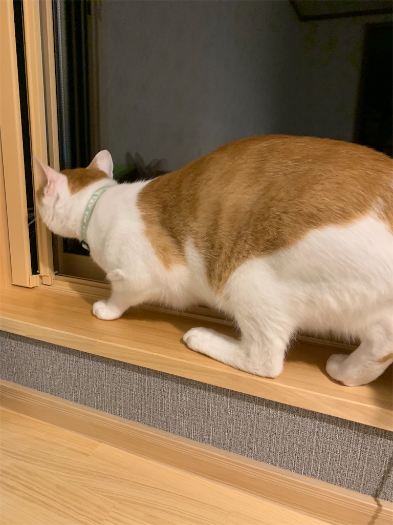 f:id:iwamityu:20210630224234j:image f:id:iwamityu:20210630224234j:image