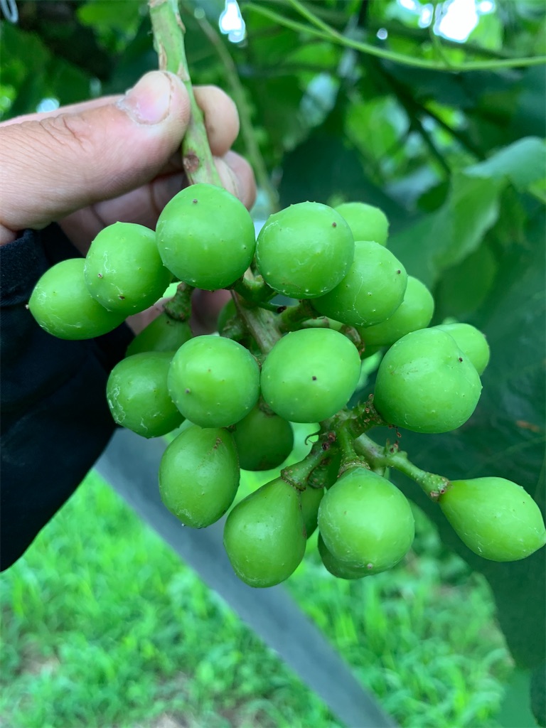 f:id:iwamityu:20210701203749j:image f:id:iwamityu:20210701203749j:image