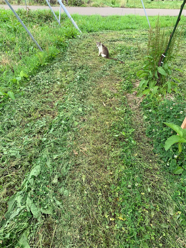 f:id:iwamityu:20210702202421j:image
