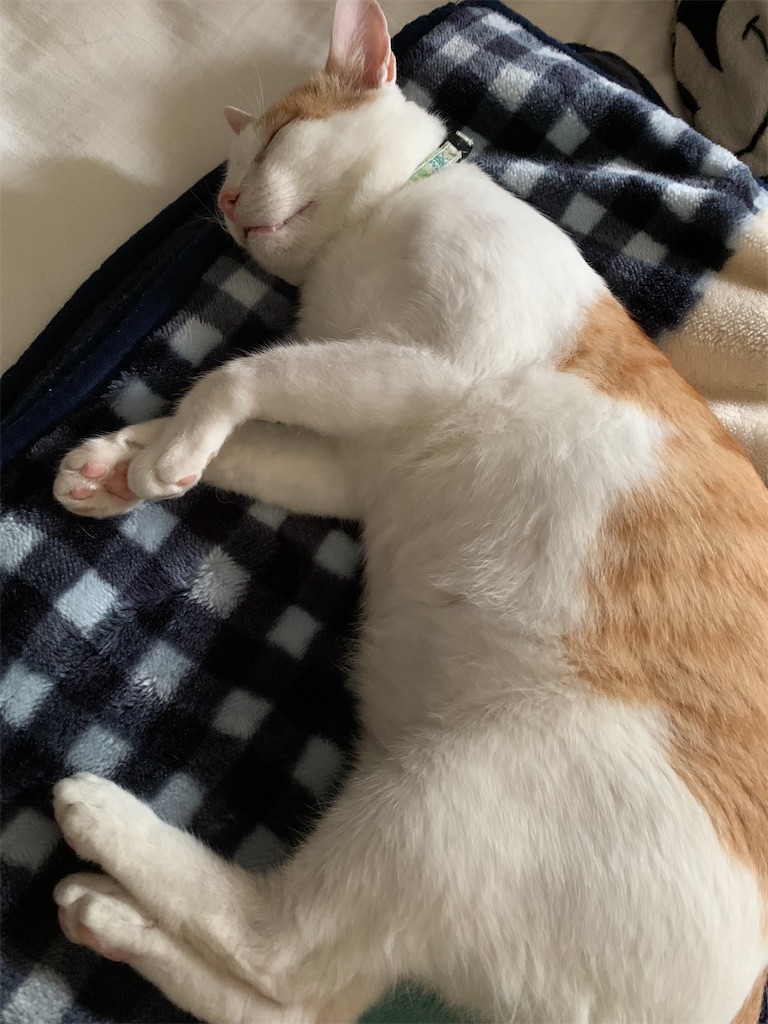 f:id:iwamityu:20210709204317j:image f:id:iwamityu:20210709204317j:image