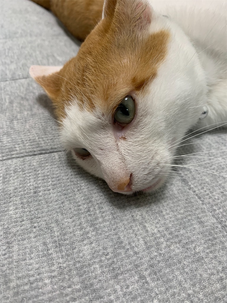 f:id:iwamityu:20210709204342j:image f:id:iwamityu:20210709204342j:image
