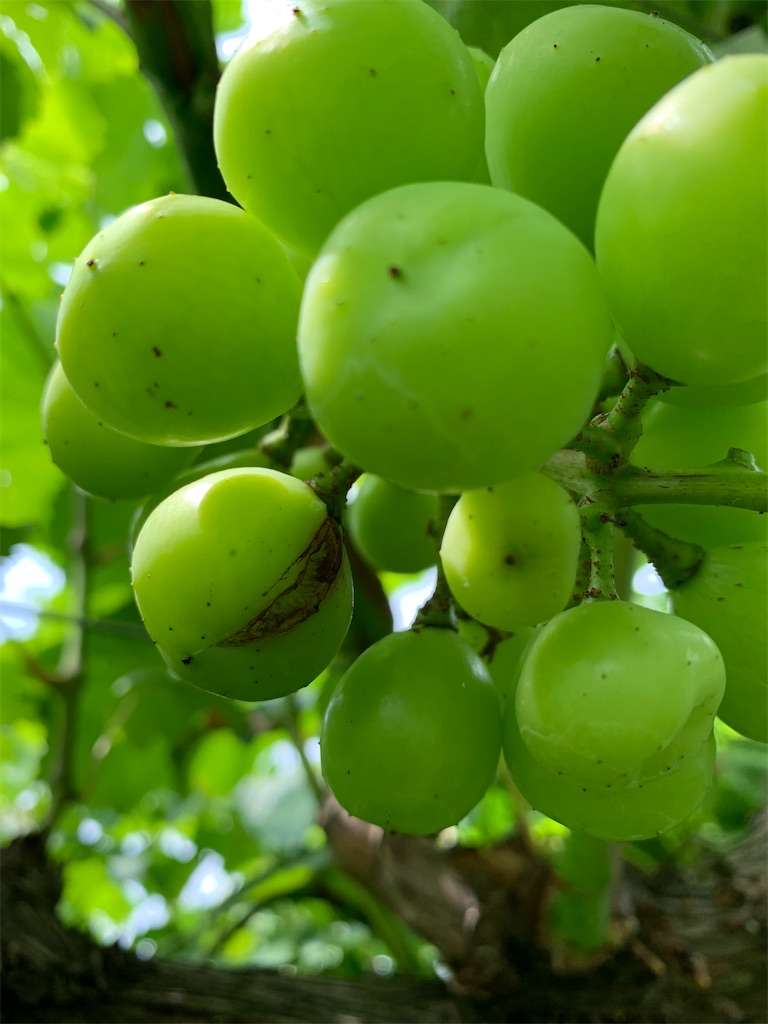 f:id:iwamityu:20210712200409j:image f:id:iwamityu:20210712200409j:image