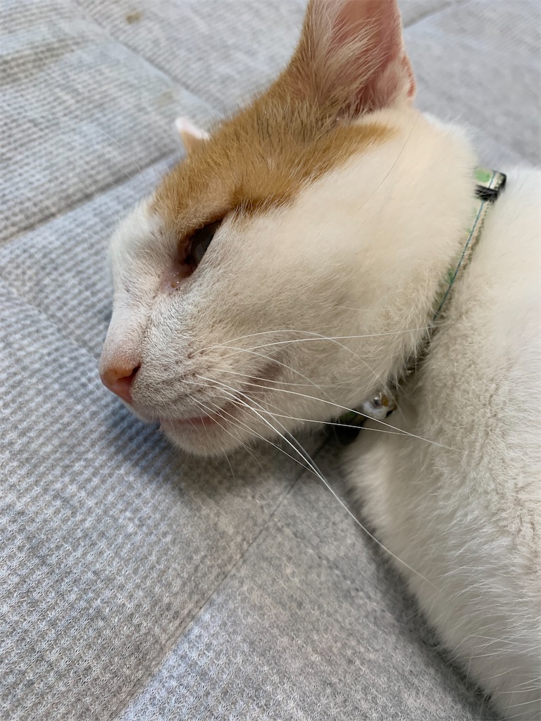 f:id:iwamityu:20210716205839j:image