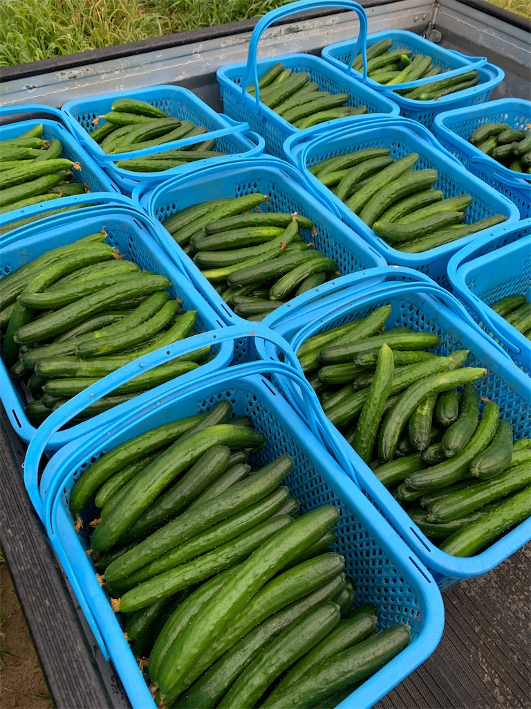 f:id:iwamityu:20210727220101j:image f:id:iwamityu:20210727220101j:image