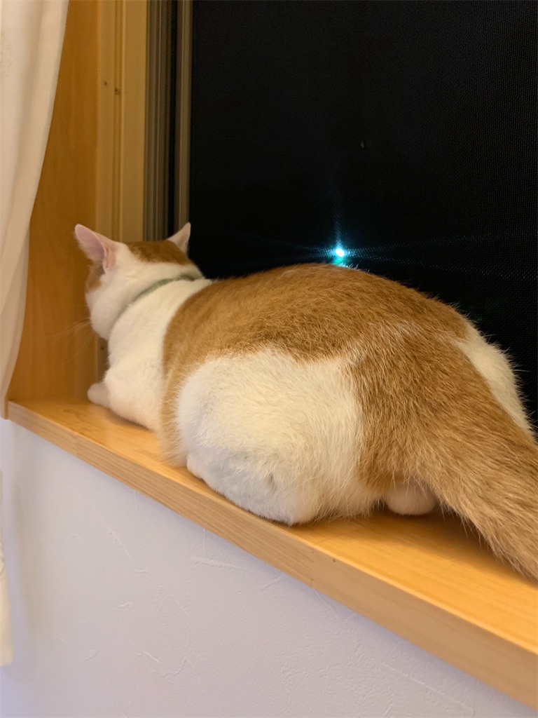 f:id:iwamityu:20210731212130j:image f:id:iwamityu:20210731212130j:image