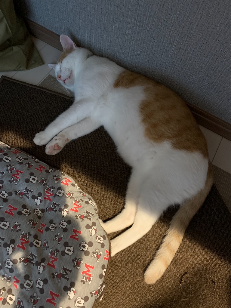 f:id:iwamityu:20210802192115j:image f:id:iwamityu:20210802192115j:image