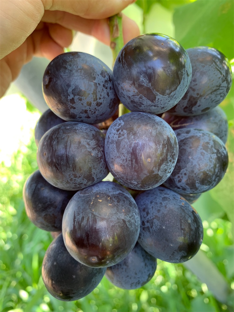 f:id:iwamityu:20210803202756j:image f:id:iwamityu:20210803202756j:image