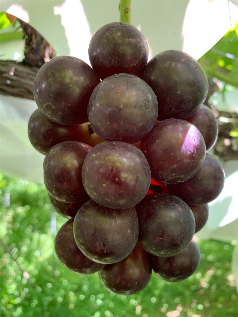 f:id:iwamityu:20210803202821j:image f:id:iwamityu:20210803202821j:image