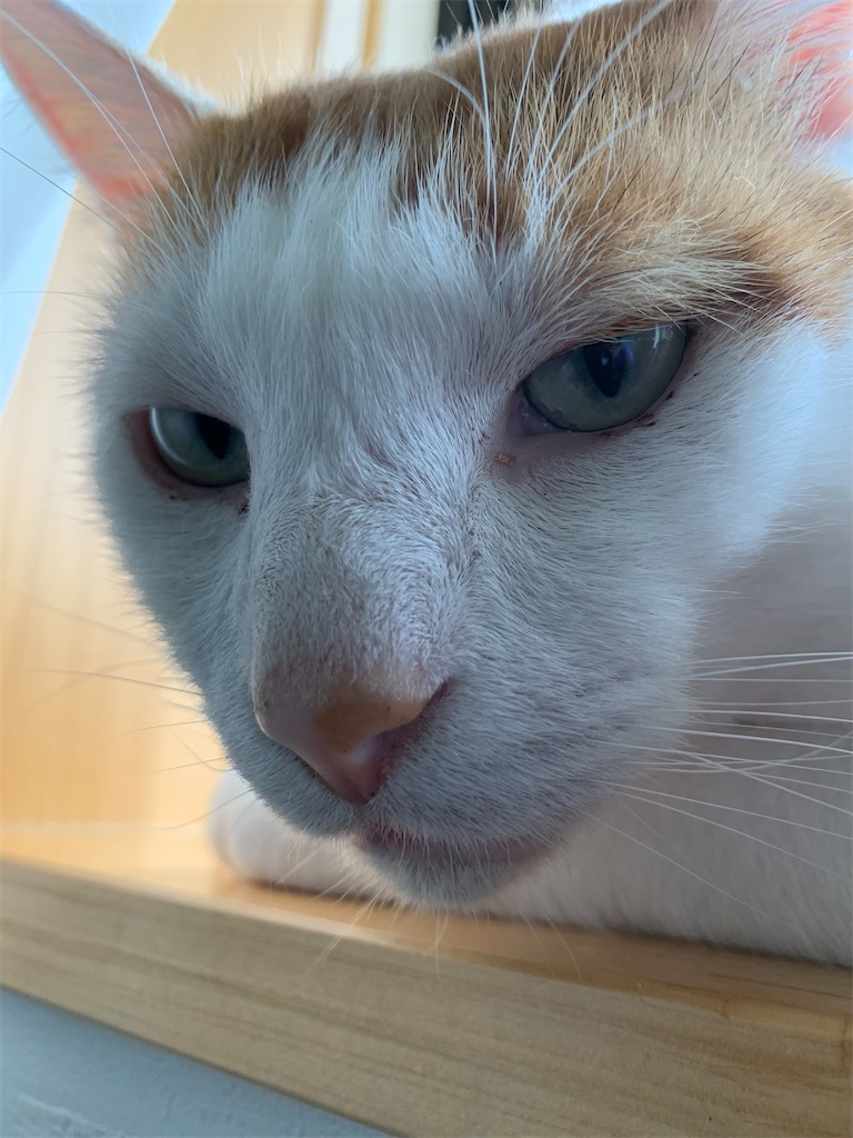 f:id:iwamityu:20210808184711j:image