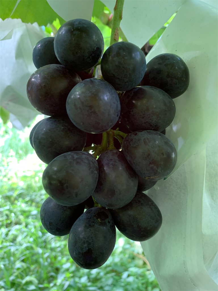 f:id:iwamityu:20210815191510j:image