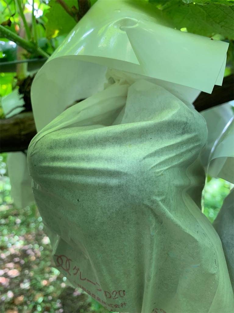 f:id:iwamityu:20210823220722j:image