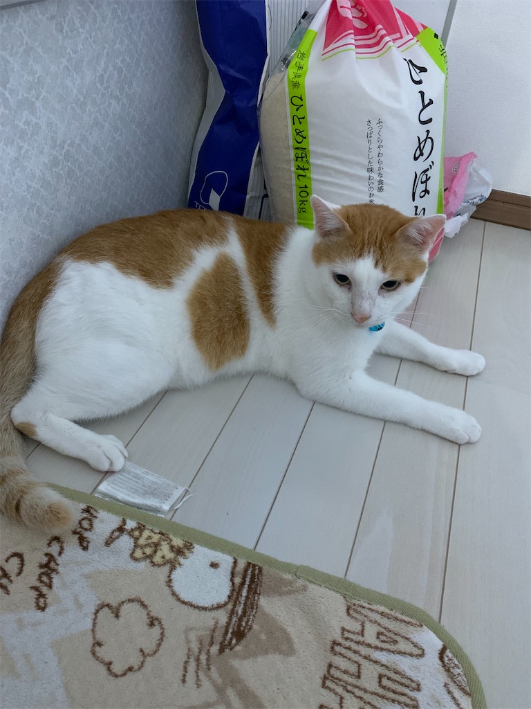 f:id:iwamityu:20210824220924j:image