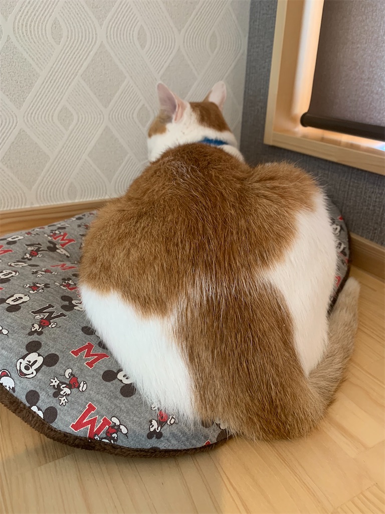 f:id:iwamityu:20210906184516j:image f:id:iwamityu:20210906184516j:image