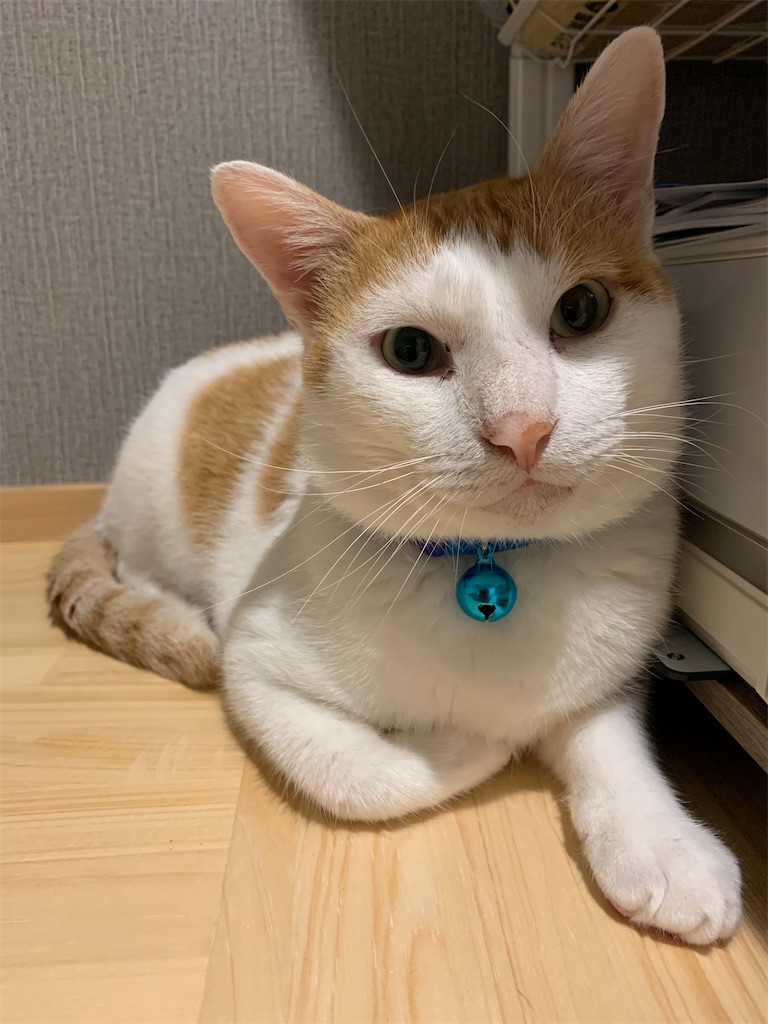 f:id:iwamityu:20210909202955j:image