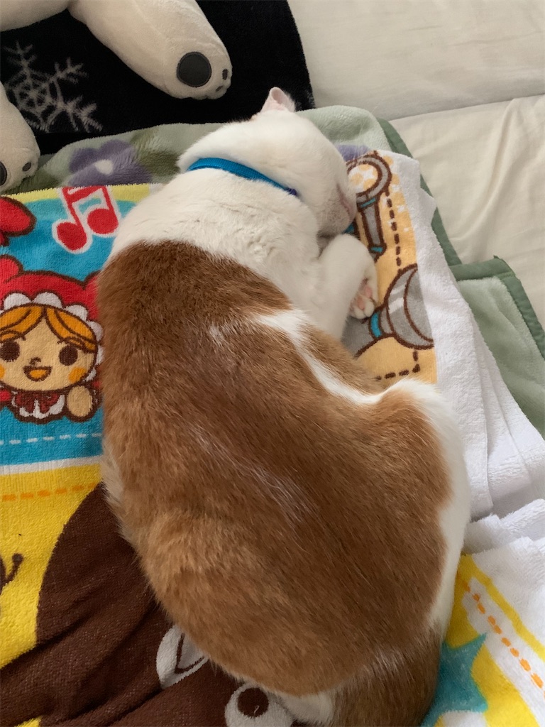 f:id:iwamityu:20210914133022j:image